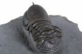 Huge Eyed Trilobite (Cyclopyge) Fossil - Exceptionally Large #346039-5